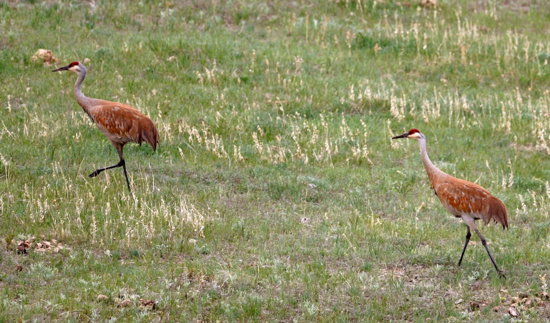 Sandhill Crane (Grus canadensis)